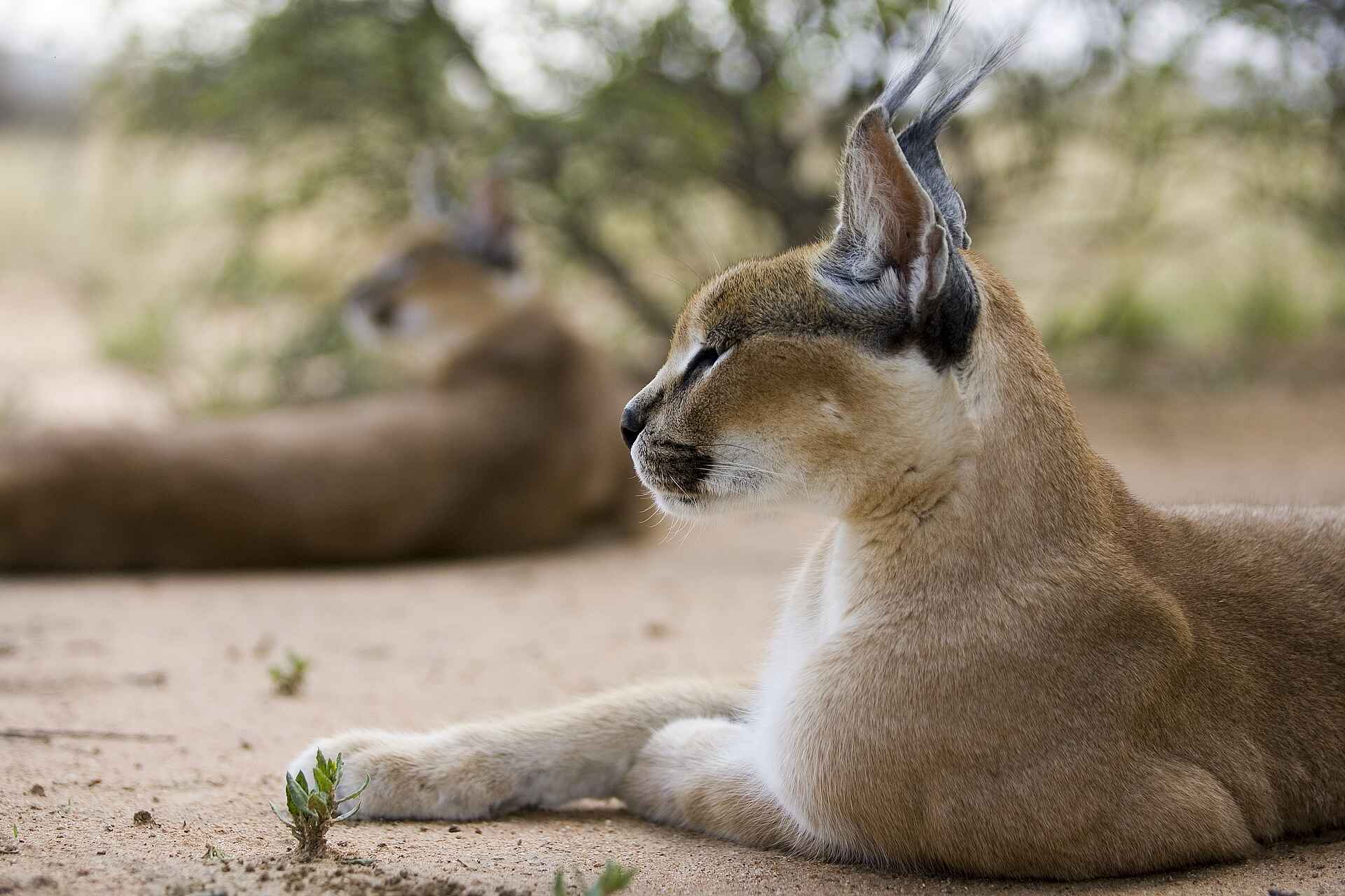 Okonjima Plains Camp: Karakal im Profil