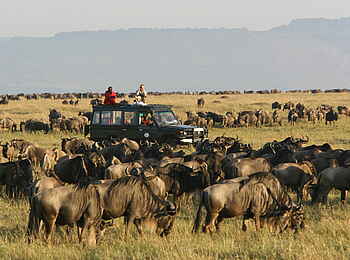 Rekero Camp: Gnuherde Rekero Camp: Gnuherde