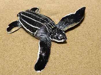 Rocktail Beach Camp: Frisch geschlüpfte Lederschildkröte