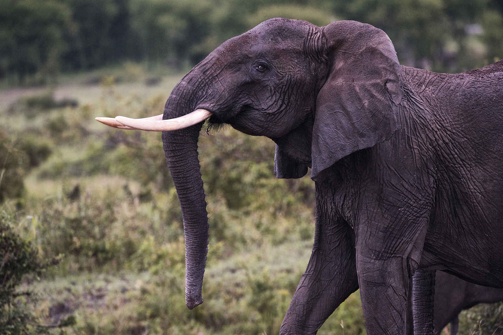 Sayari Camp: Junger Elefantenbulle Sayari Camp: Junger Elefantenbulle