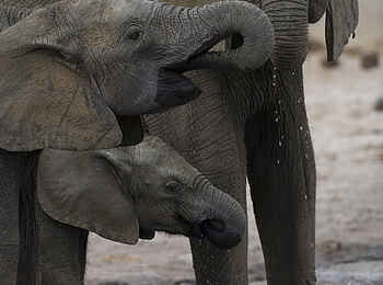 The Hide: Elefanten trinken The Hide: Elefanten trinken