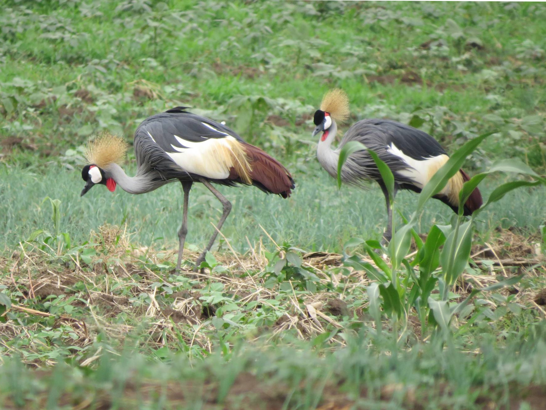 Katara Lodge: Kronenkraniche